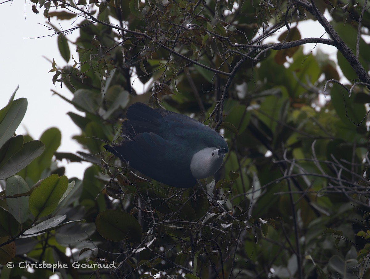 Пінон смарагдовий - ML645148640