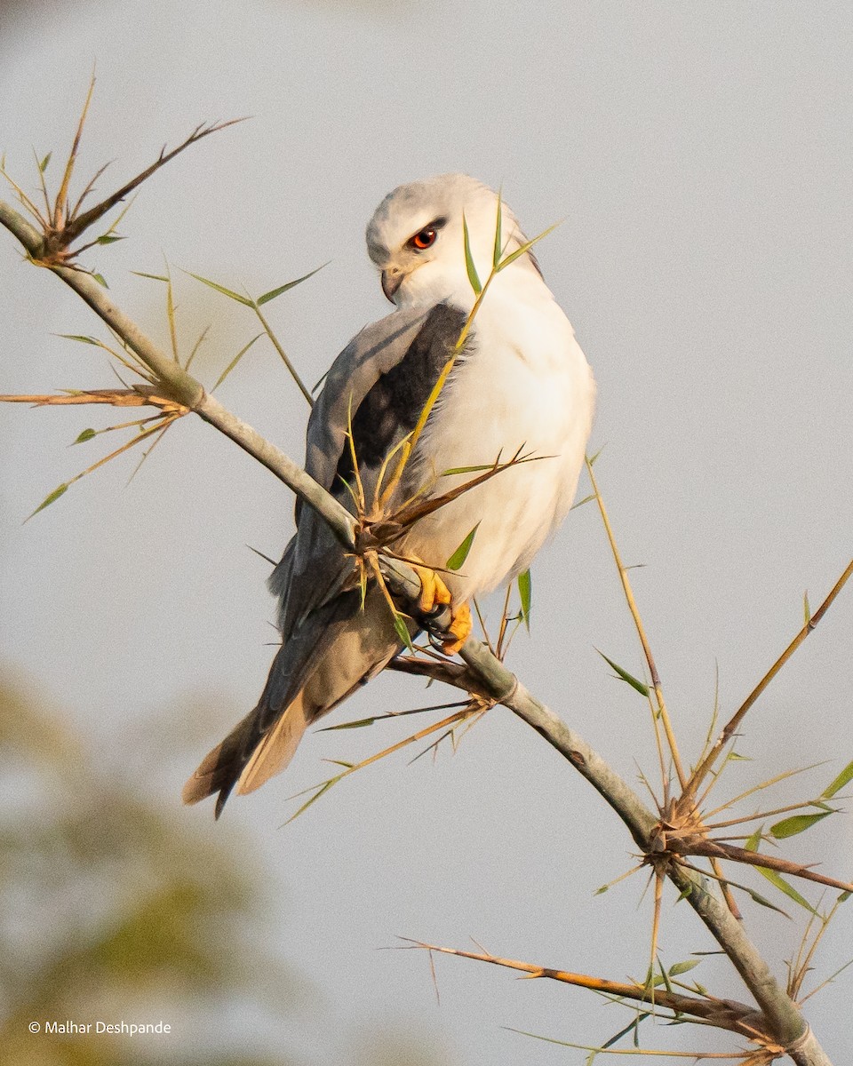 Black-winged Kite - ML645148669