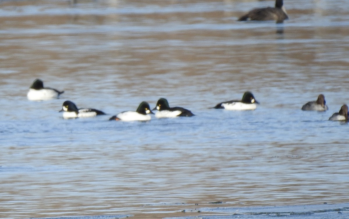 Barrow's Goldeneye - ML645148672