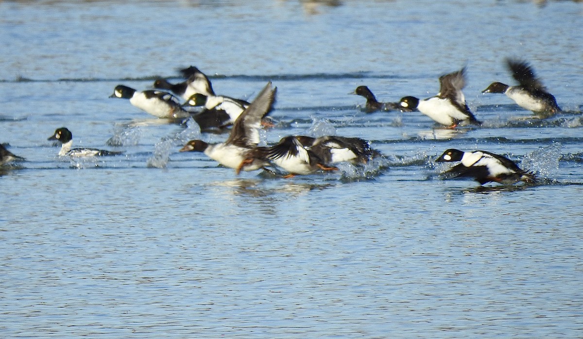 Barrow's Goldeneye - ML645148673