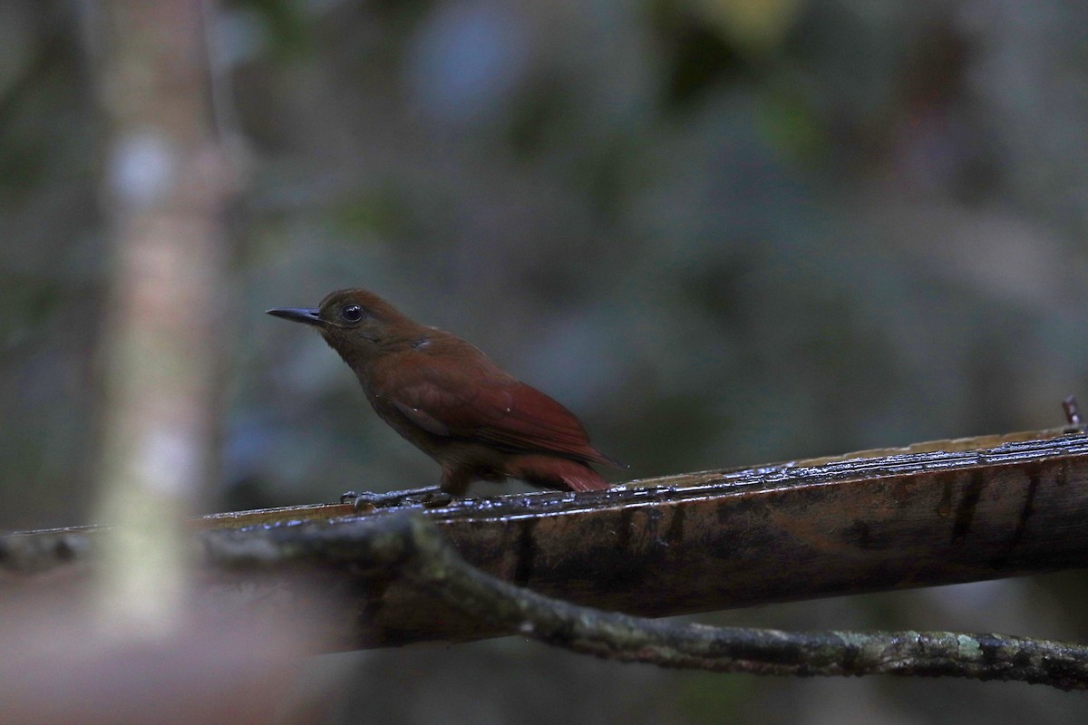 White-chinned Woodcreeper - ML645148682
