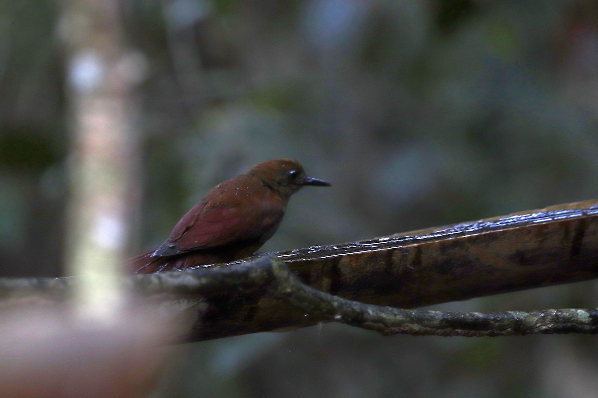 White-chinned Woodcreeper - ML645148683
