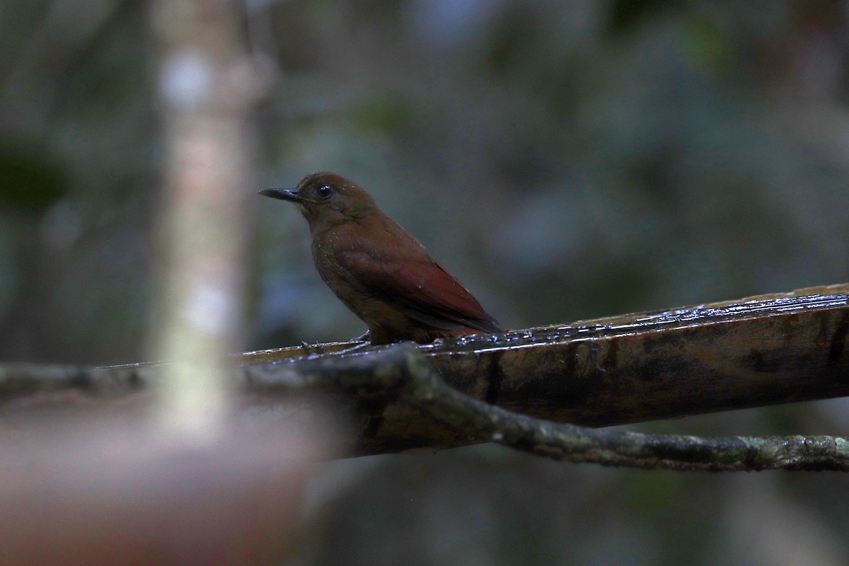 White-chinned Woodcreeper - ML645148684