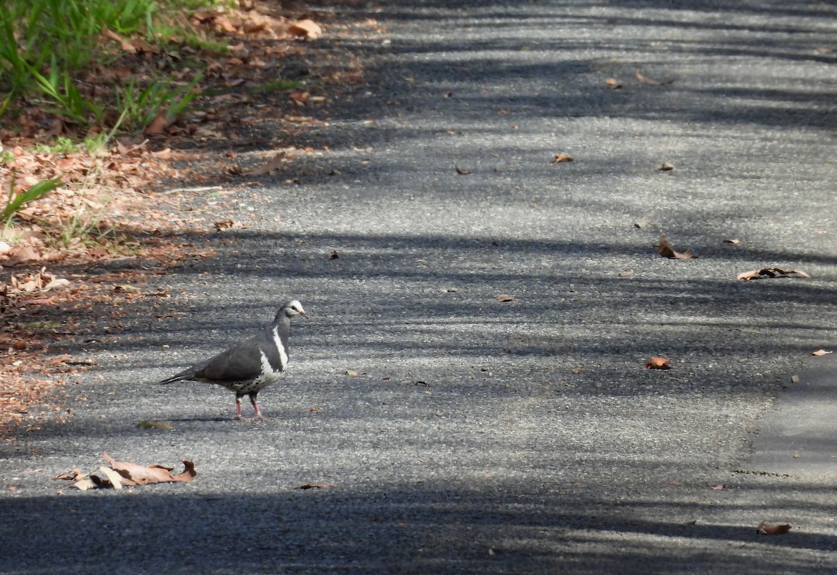 Вонга - ML645148685