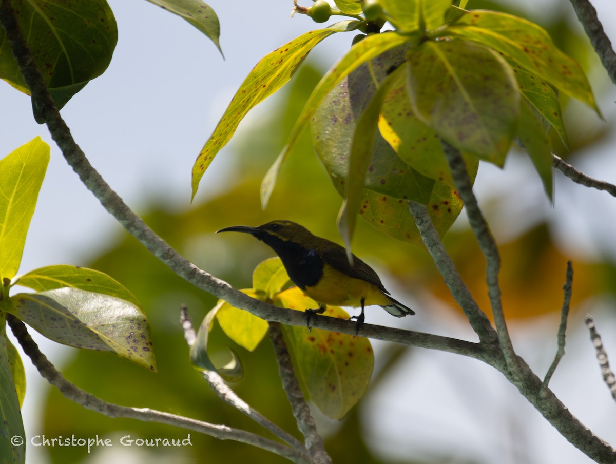 Sahul Sunbird - ML645148698