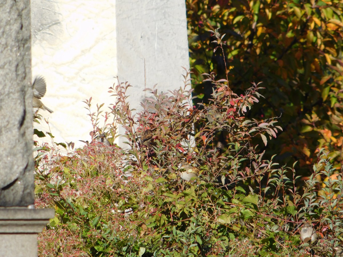 vrabec domácí - ML645148699