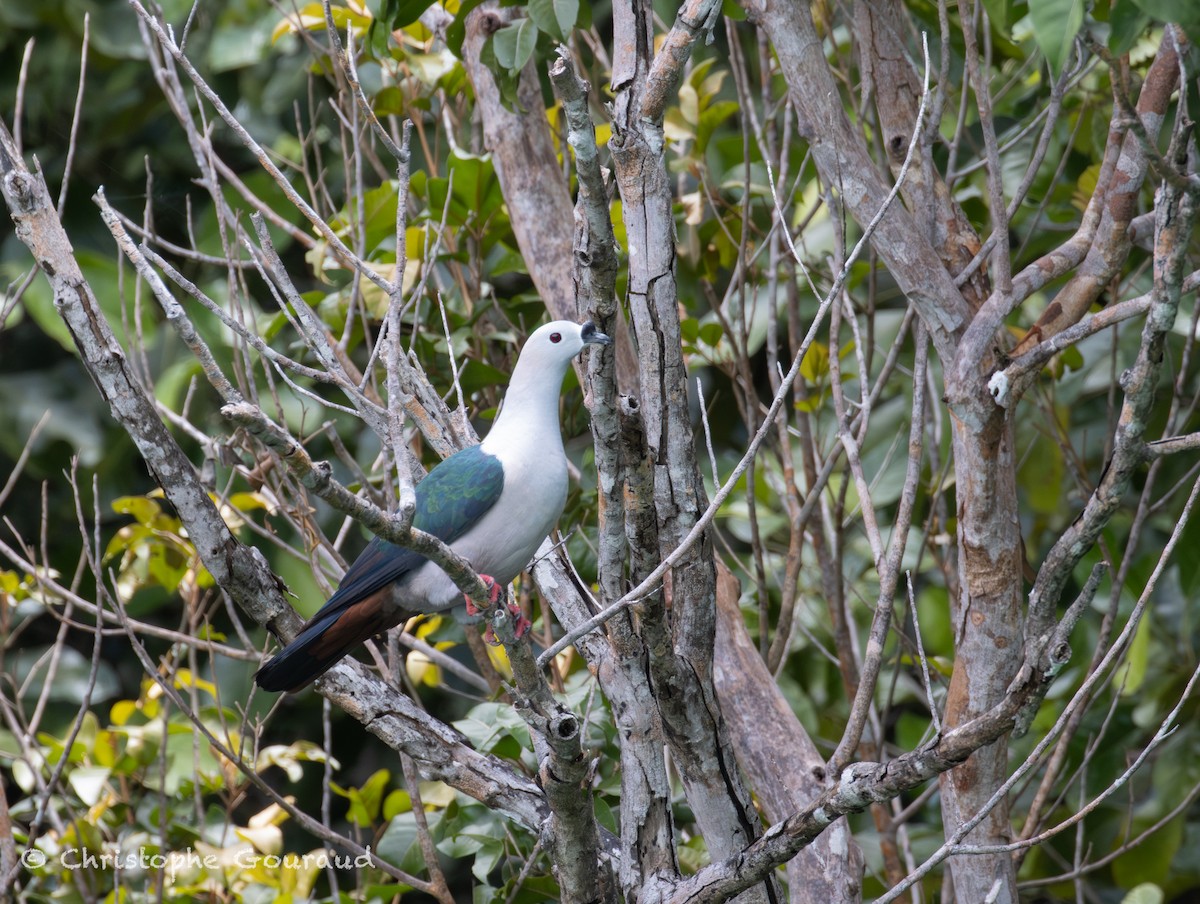 Пінон смарагдовий - ML645148707