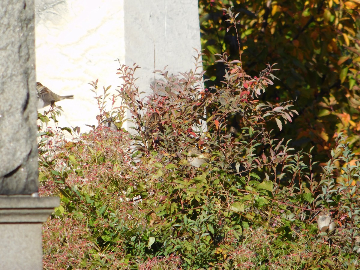 vrabec domácí - ML645148708