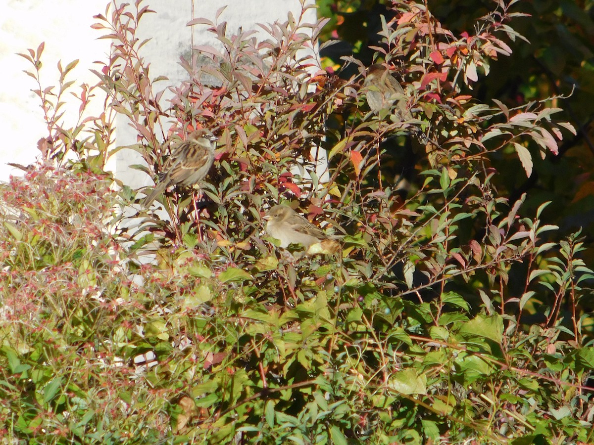 vrabec domácí - ML645148709