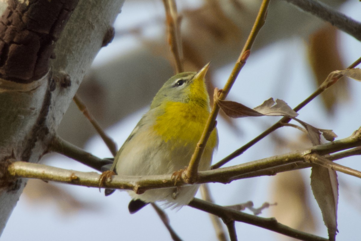 Northern Parula - ML645148711