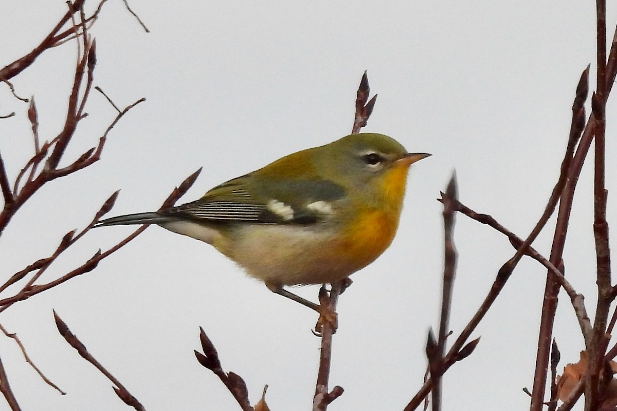 Northern Parula - ML645148712