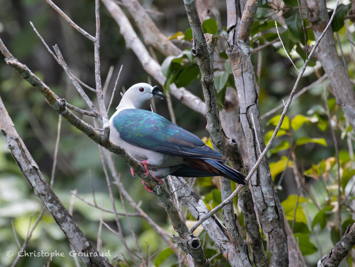 Пінон смарагдовий - ML645148713