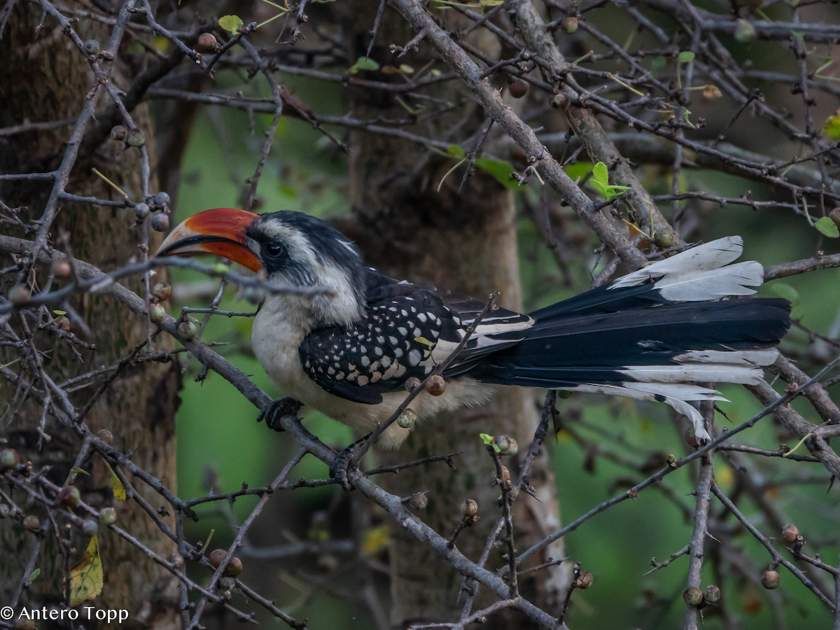 Toco de Jackson - ML645148714