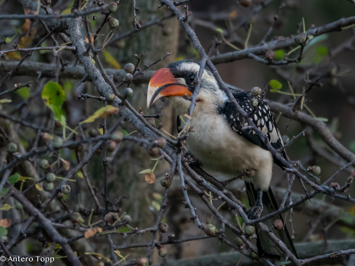 Toco de Jackson - ML645148715