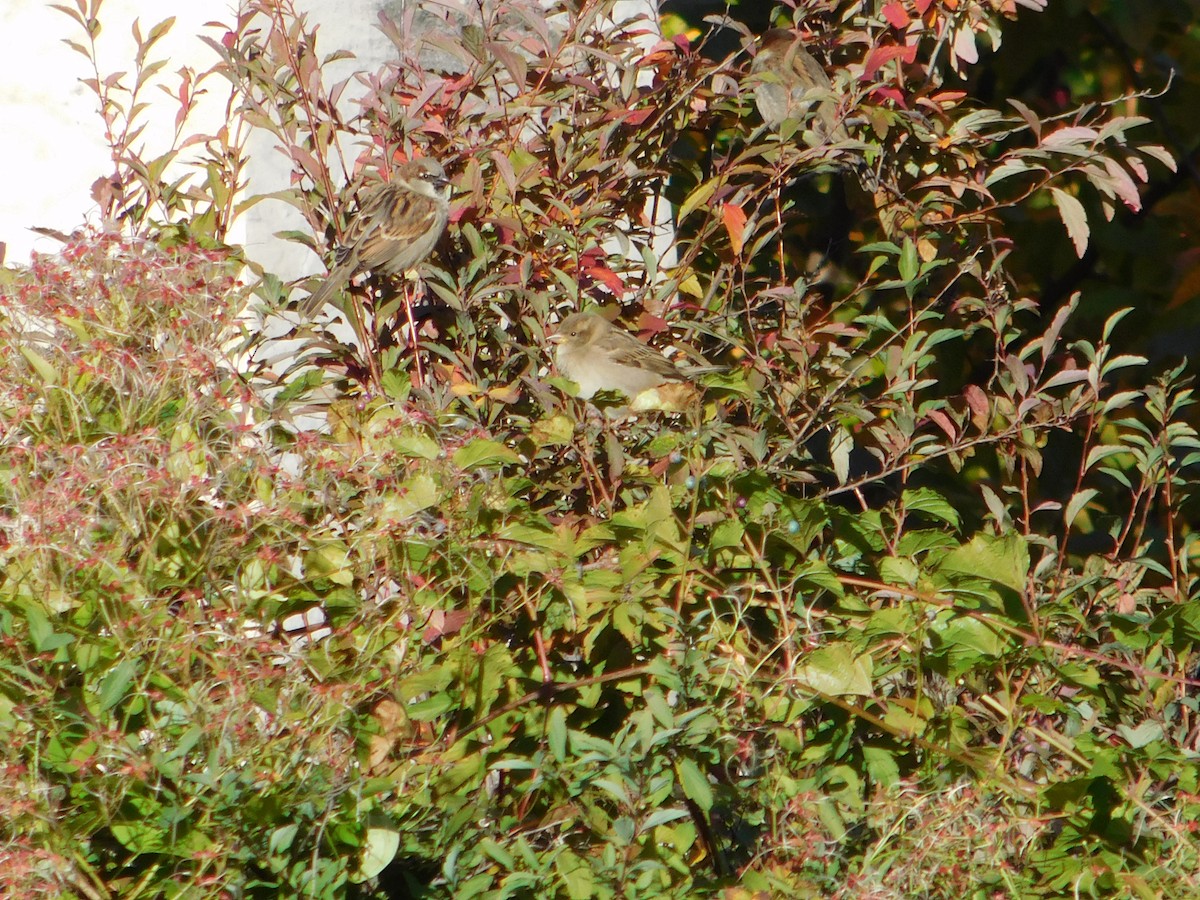 vrabec domácí - ML645148721