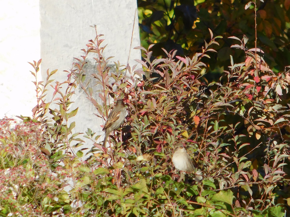 vrabec domácí - ML645148724