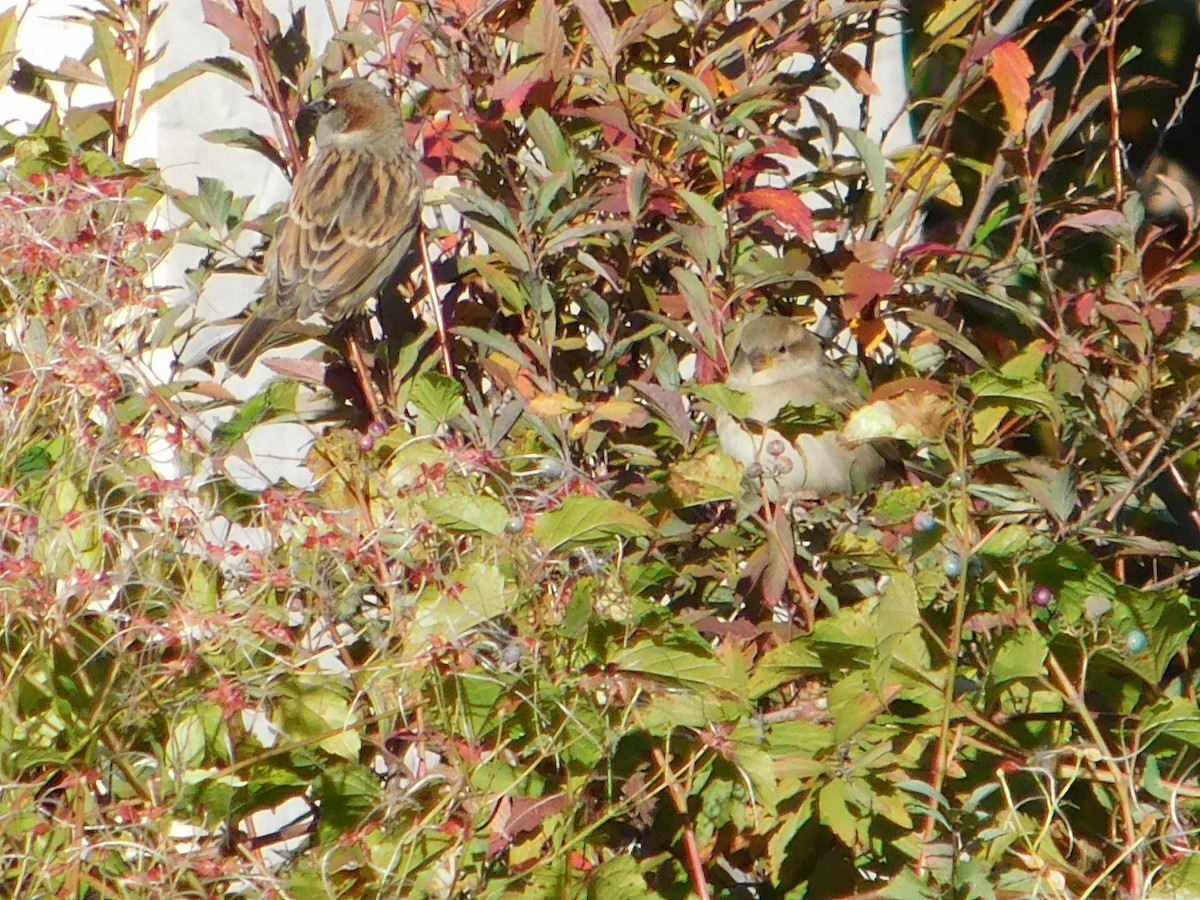 vrabec domácí - ML645148738