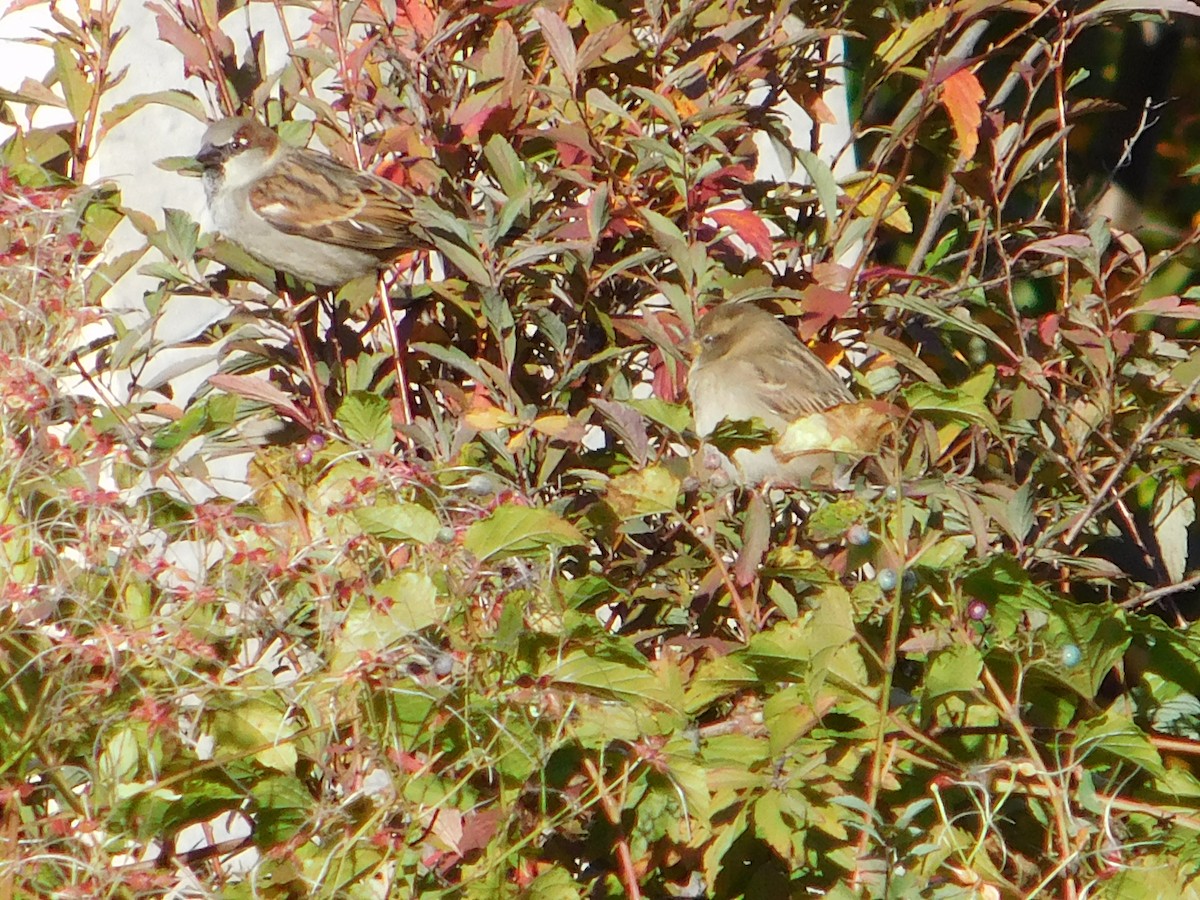 vrabec domácí - ML645148739