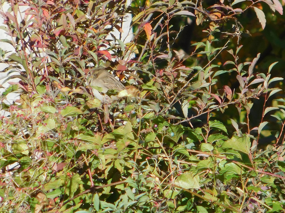 vrabec domácí - ML645148749