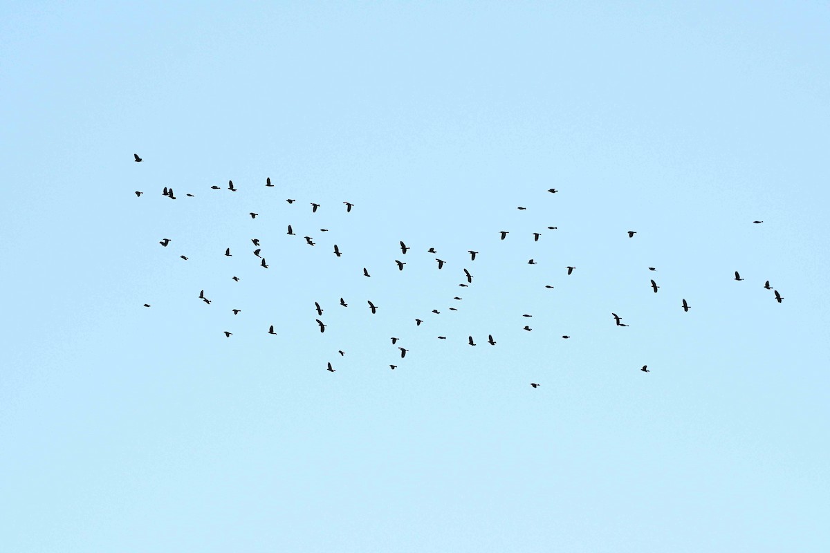 Трупіалець пурпуровий - ML645148752