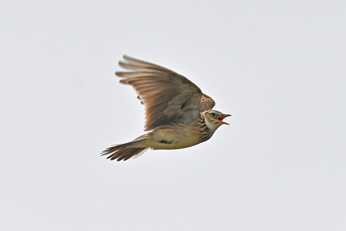Eurasian Skylark - ML645148760