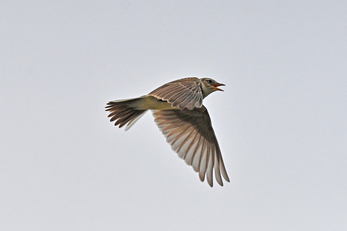 Eurasian Skylark - ML645148761