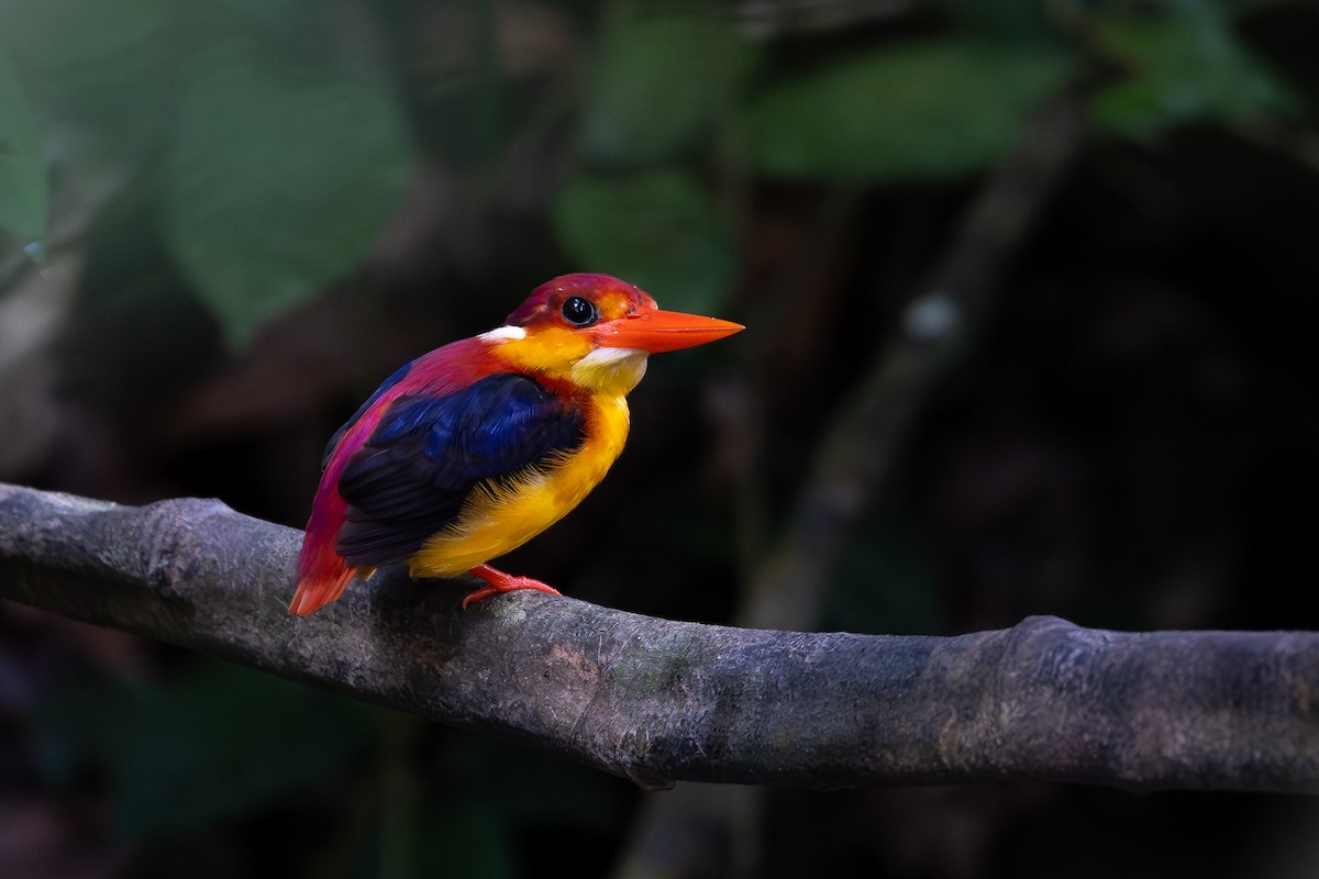 Rufous-backed Dwarf-Kingfisher - ML645148769