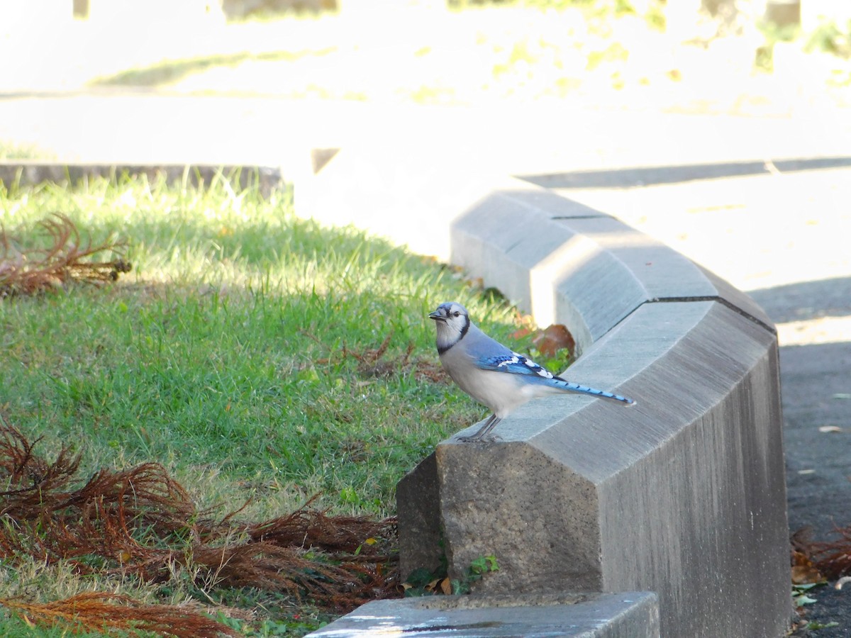 sojka chocholatá - ML645148774