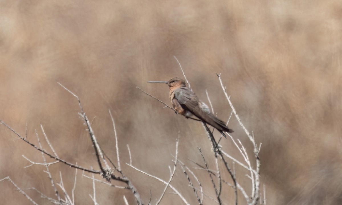 Giant Hummingbird - ML645148791