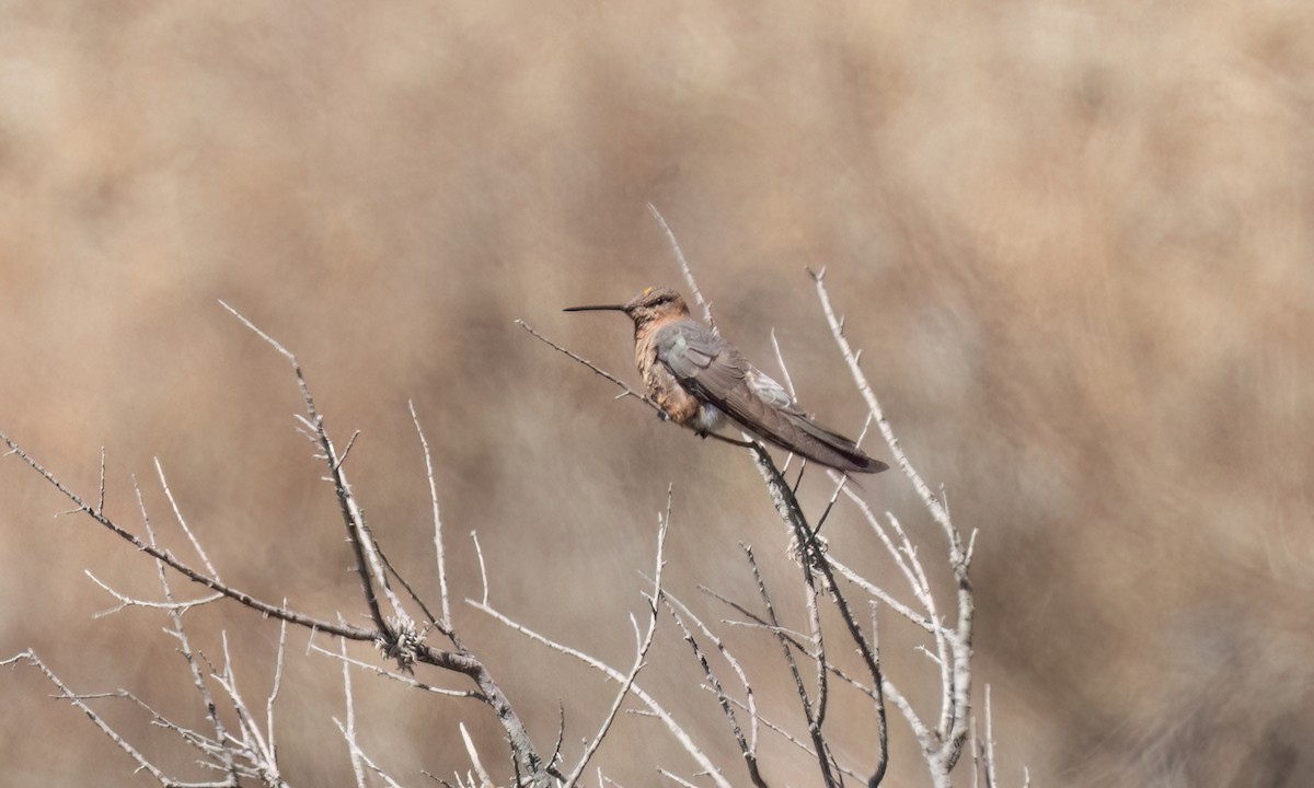 Giant Hummingbird - ML645148792