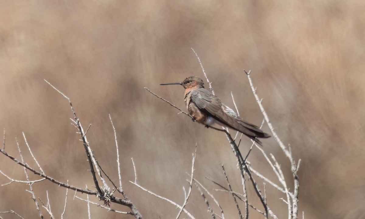 Giant Hummingbird - ML645148793