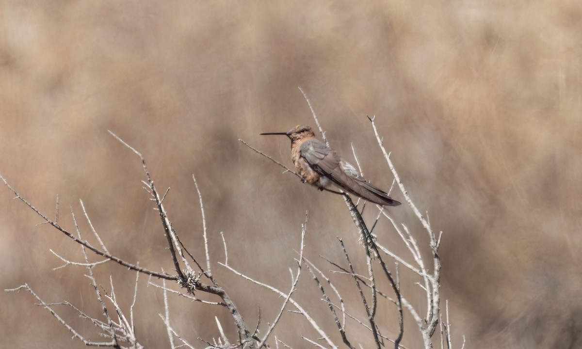 Giant Hummingbird - ML645148794
