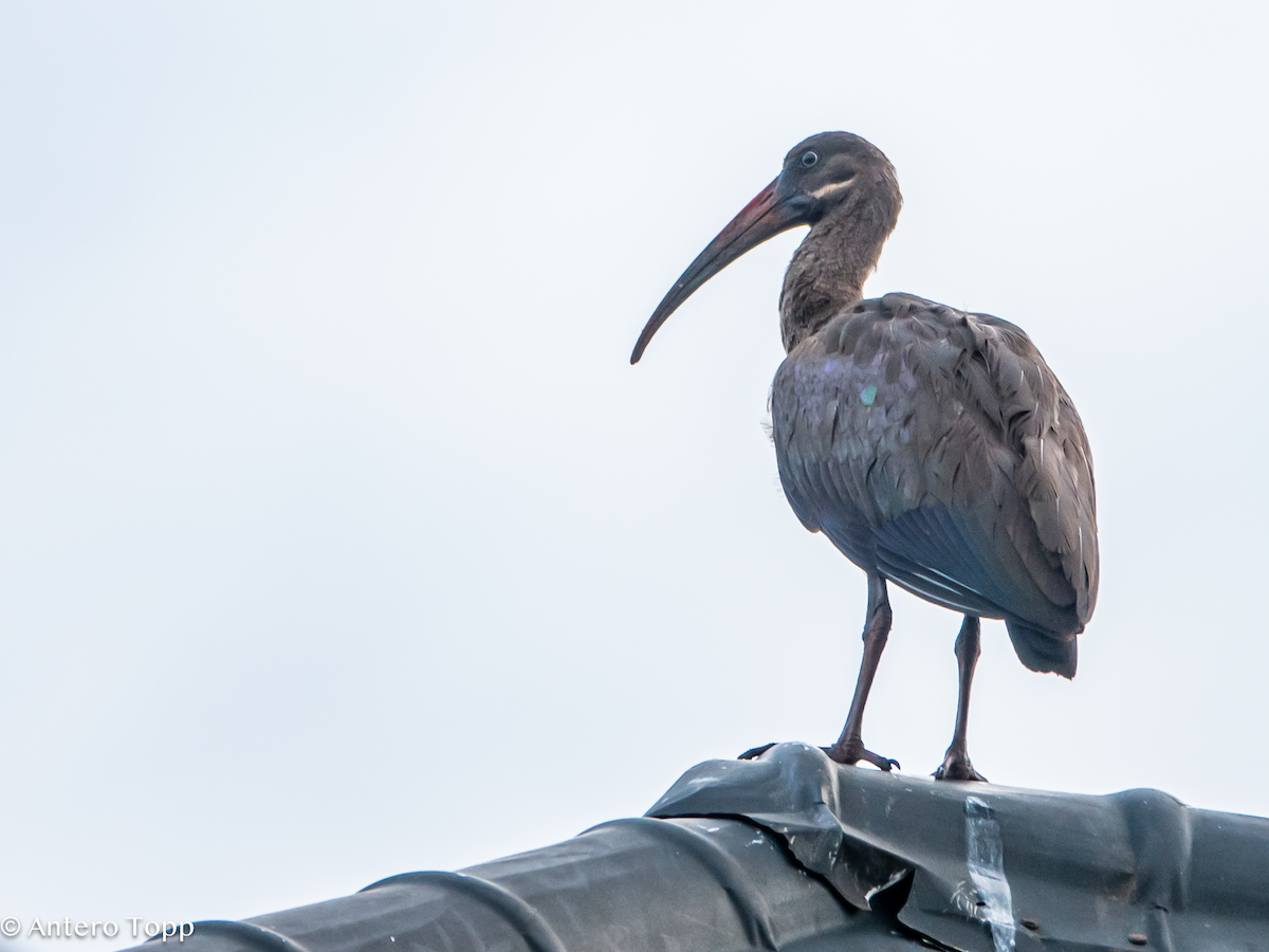 Hadada Ibis - ML645148797