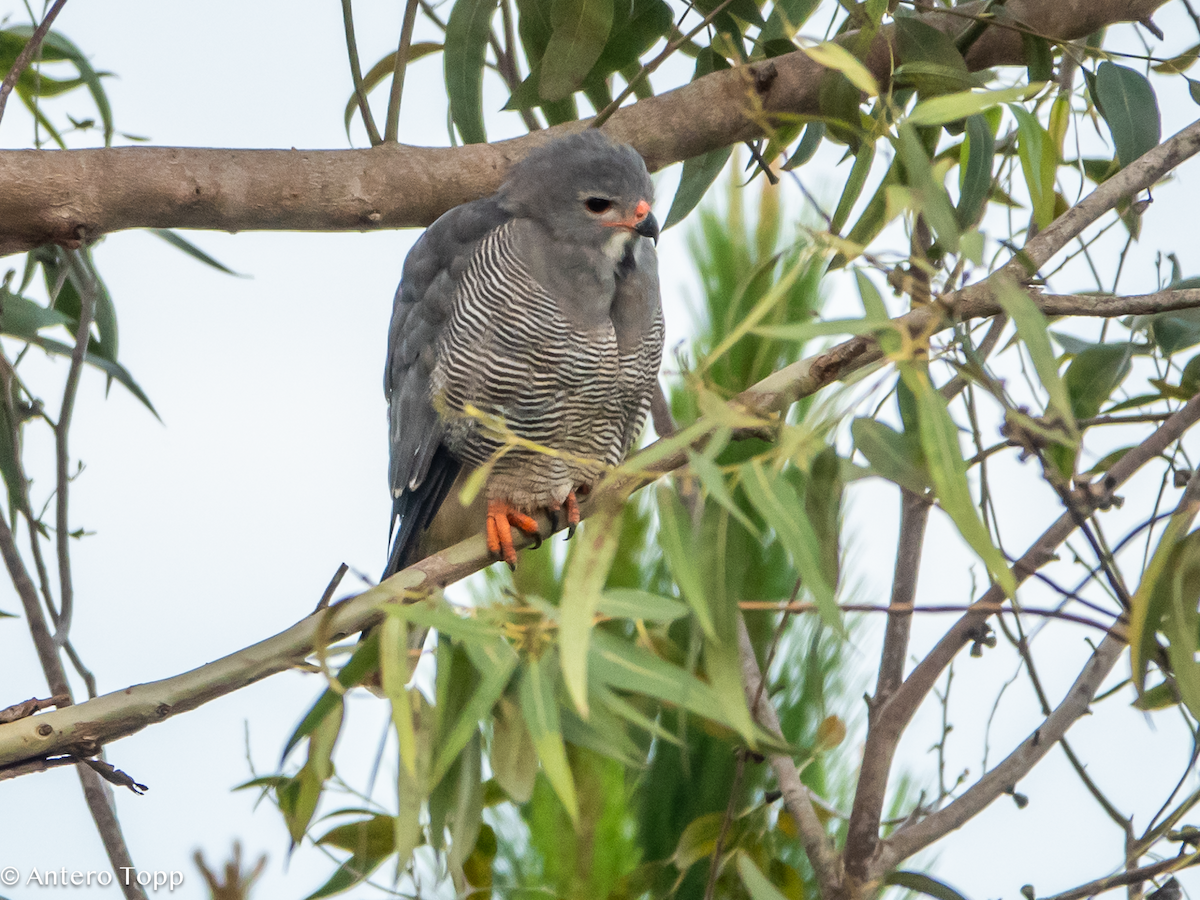 Lizard Buzzard - ML645148801