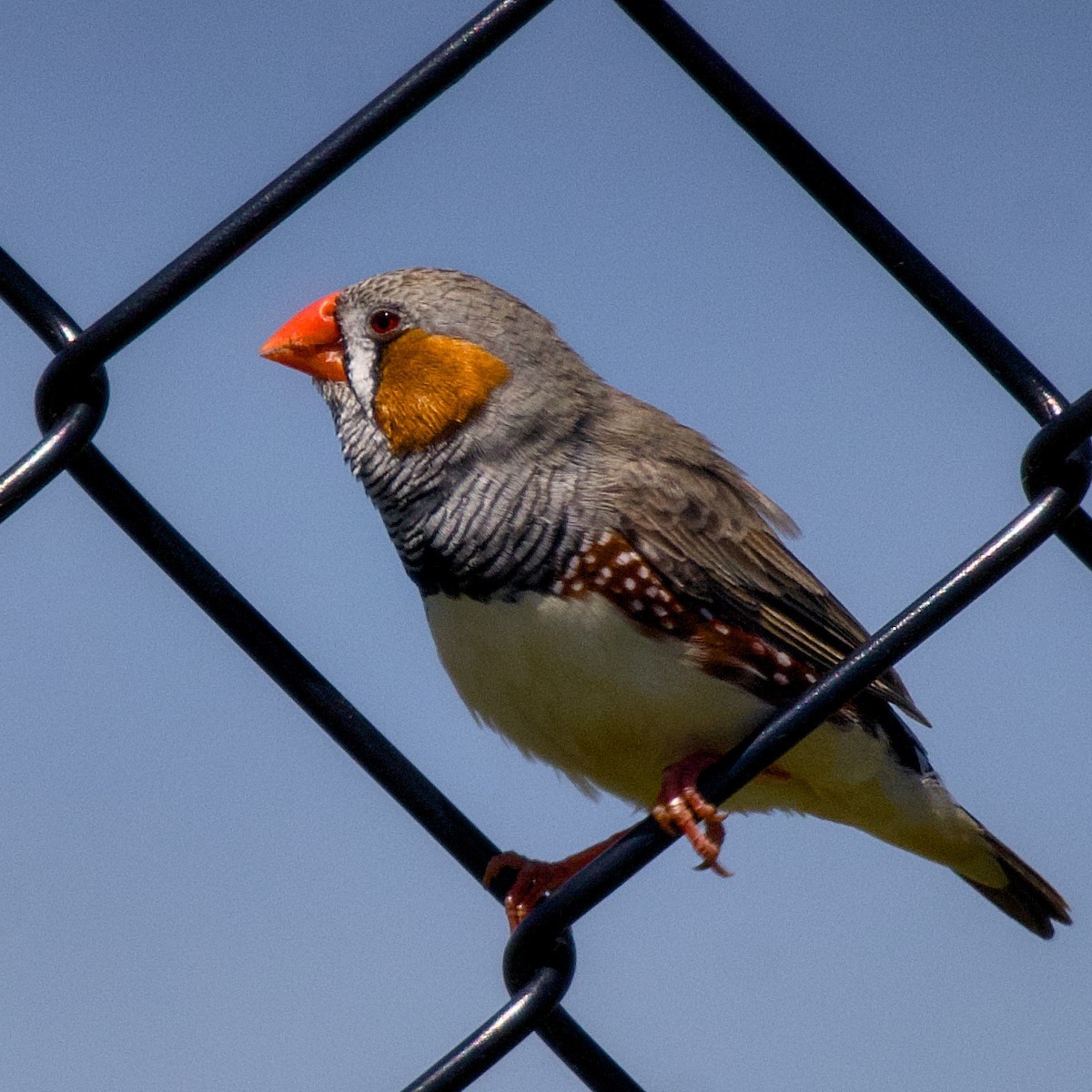 Zebra Finch - ML645148804