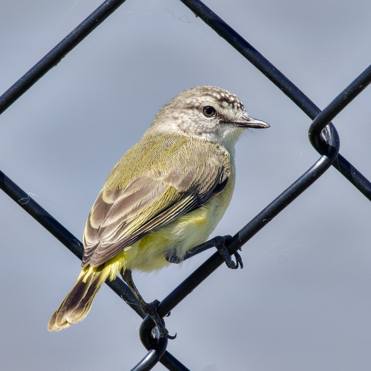 Yellow-rumped Thornbill - ML645148808