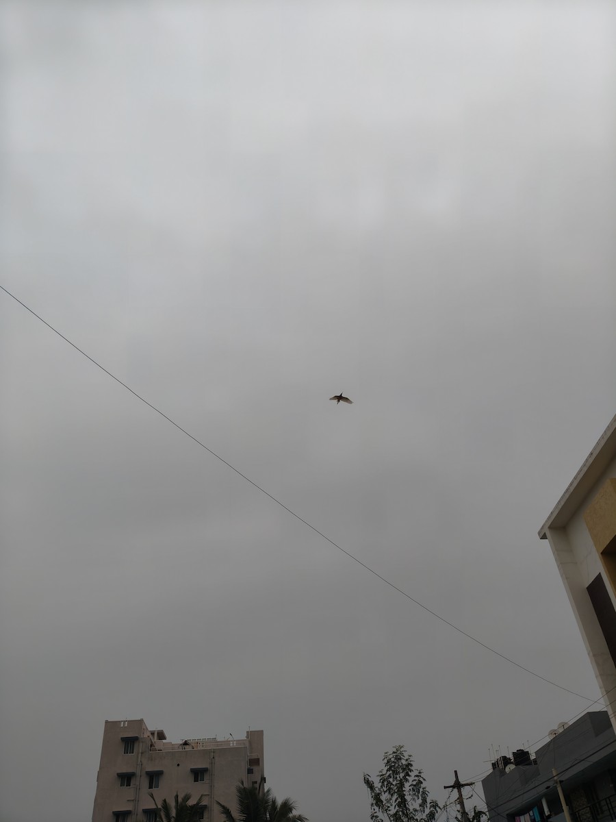 Индийская прудовая цапля - ML645148821