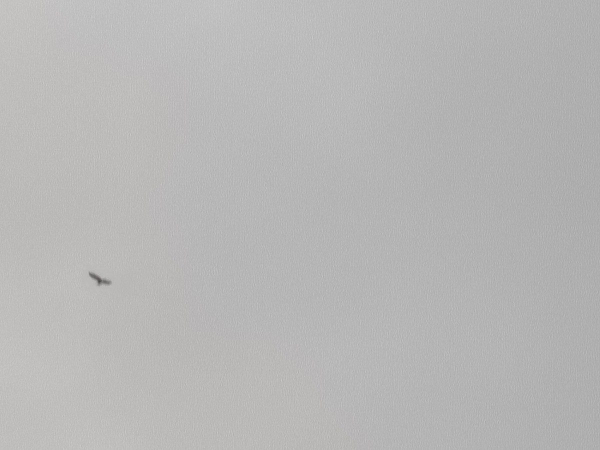 Индийская прудовая цапля - ML645148822