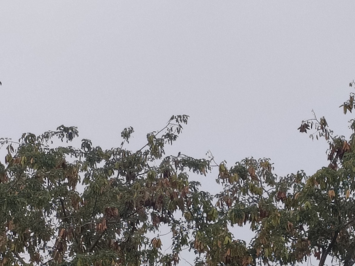 Попугай Крамера - ML645148823