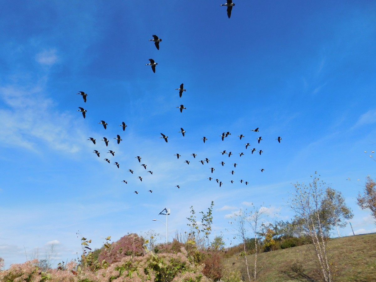 Канадская казарка - ML645148827