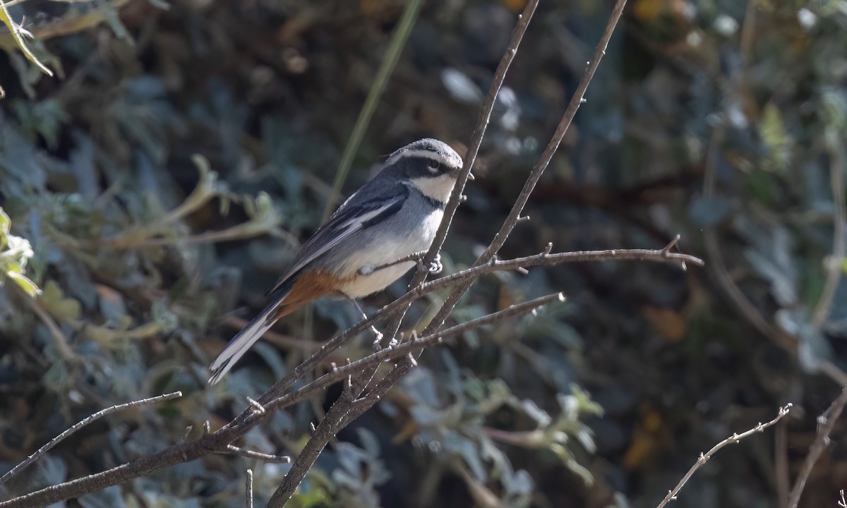 Ошейниковая монтерита (torquatus) - ML645148833