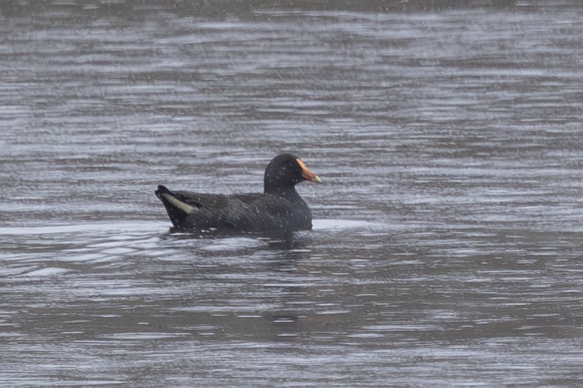 Тёмная камышница - ML645148837