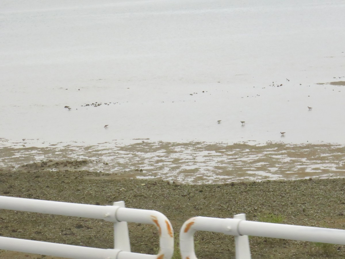 Большой кроншнеп - ML645148839