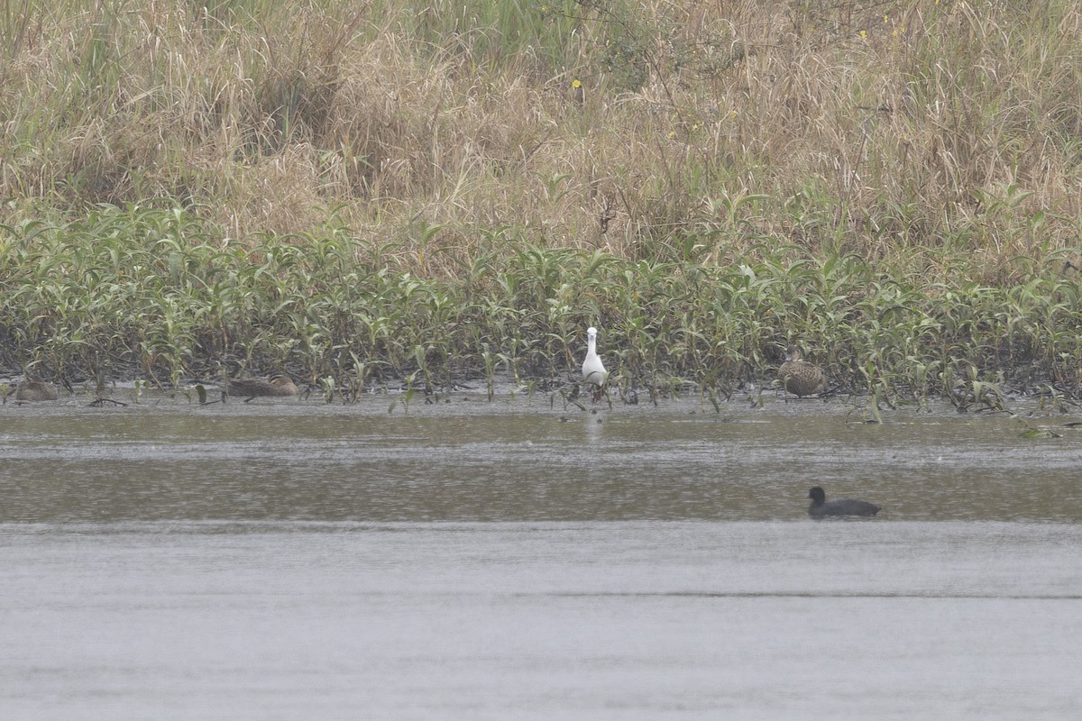 Лысуха - ML645148840