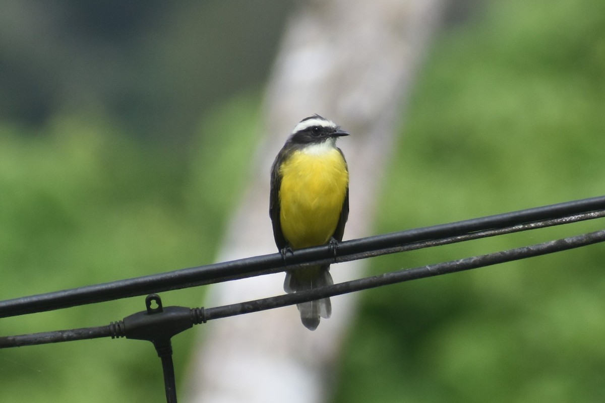 Красношапочный бентеви - ML645148841