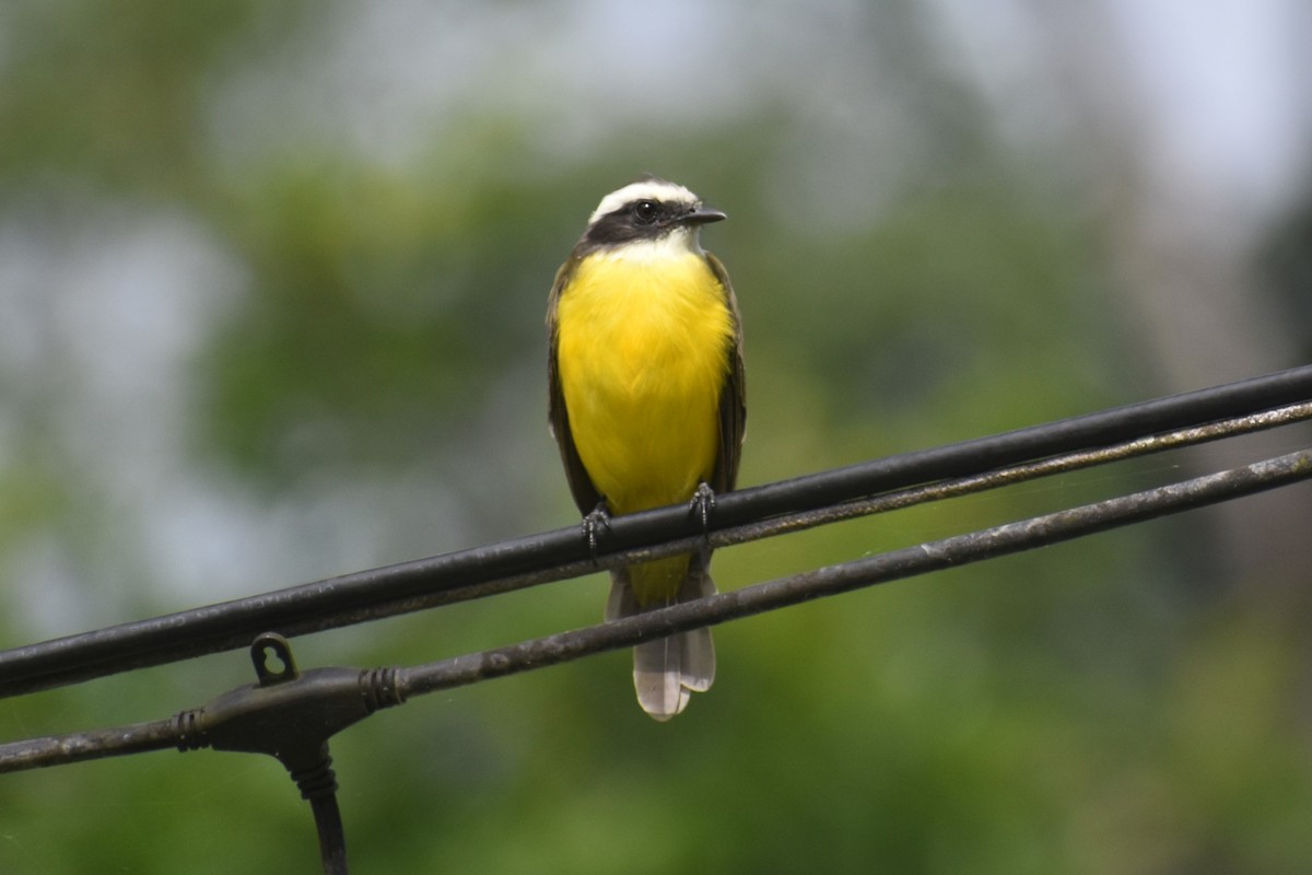 Красношапочный бентеви - ML645148842