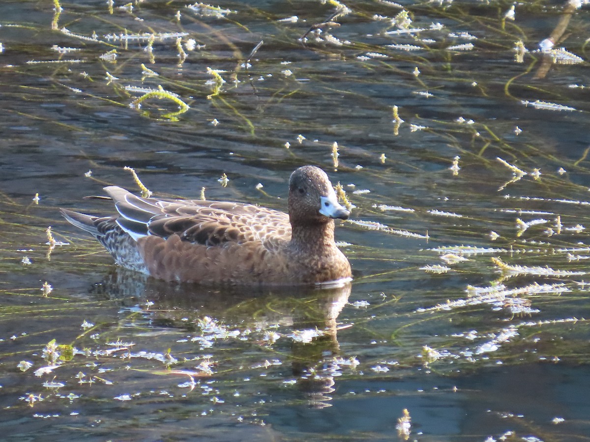 Свиязь - ML645148843