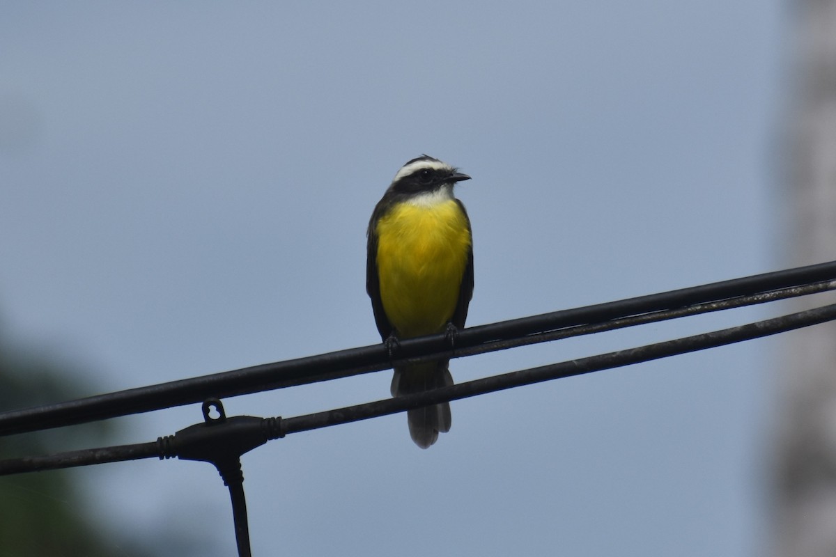 Красношапочный бентеви - ML645148846