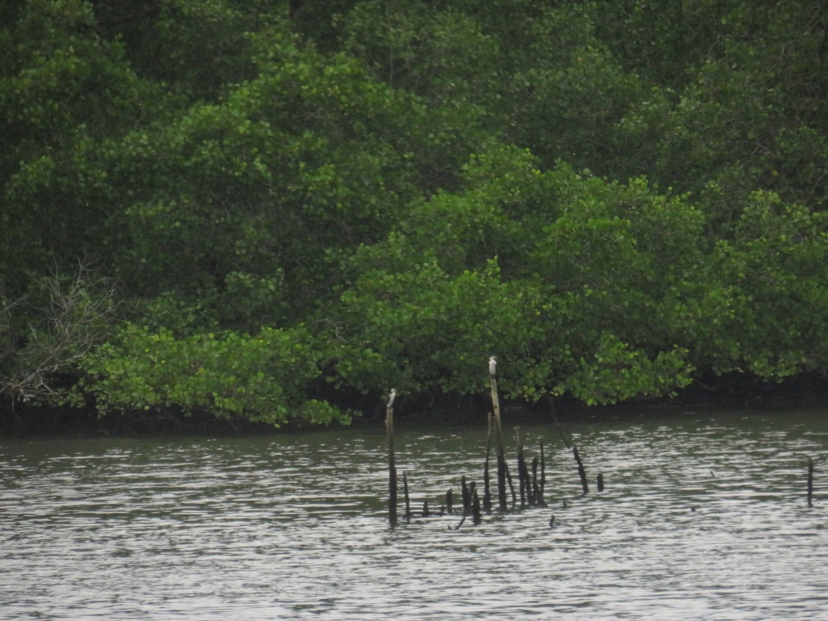 Пёстрый баклан - ML645148847