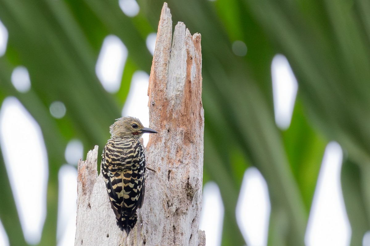 Рябой дятел - ML645148849